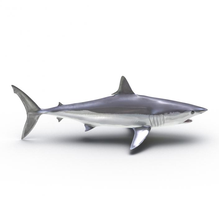 3D Shortfin Mako Shark Rigged