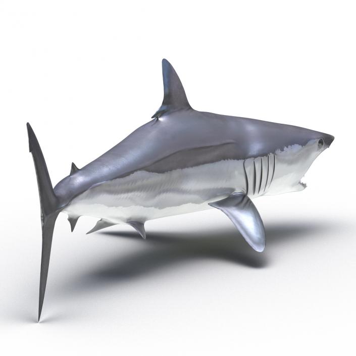 3D Shortfin Mako Shark Rigged