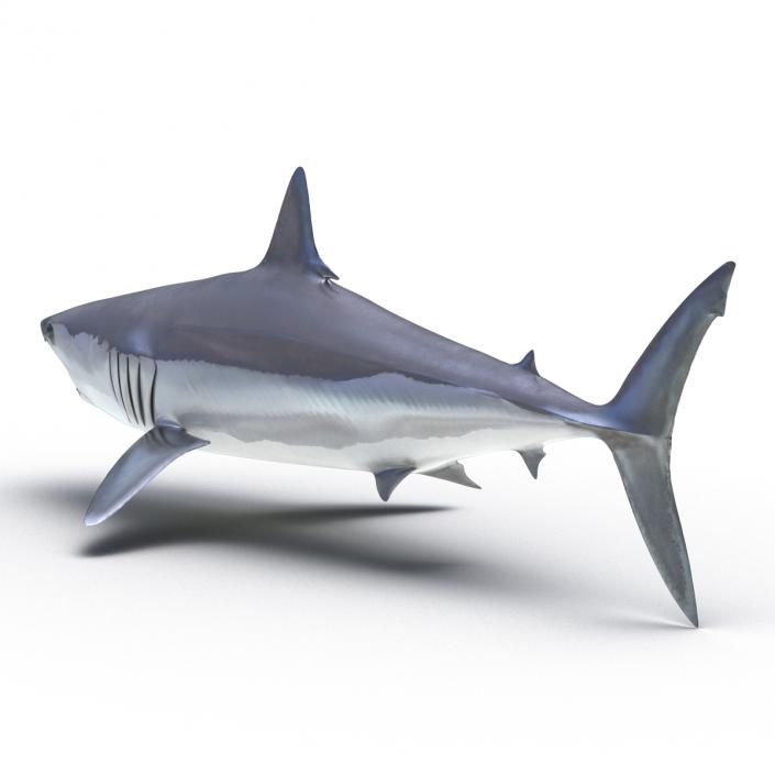 3D Shortfin Mako Shark Rigged