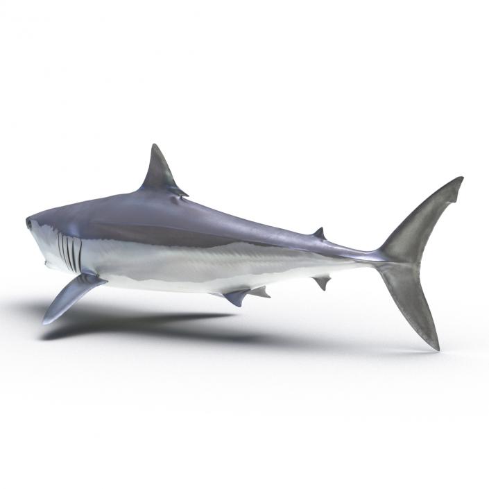 3D Shortfin Mako Shark Rigged