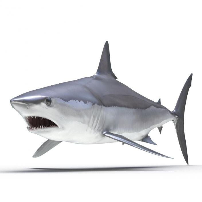 3D Shortfin Mako Shark Rigged