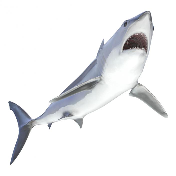 3D Shortfin Mako Shark Rigged