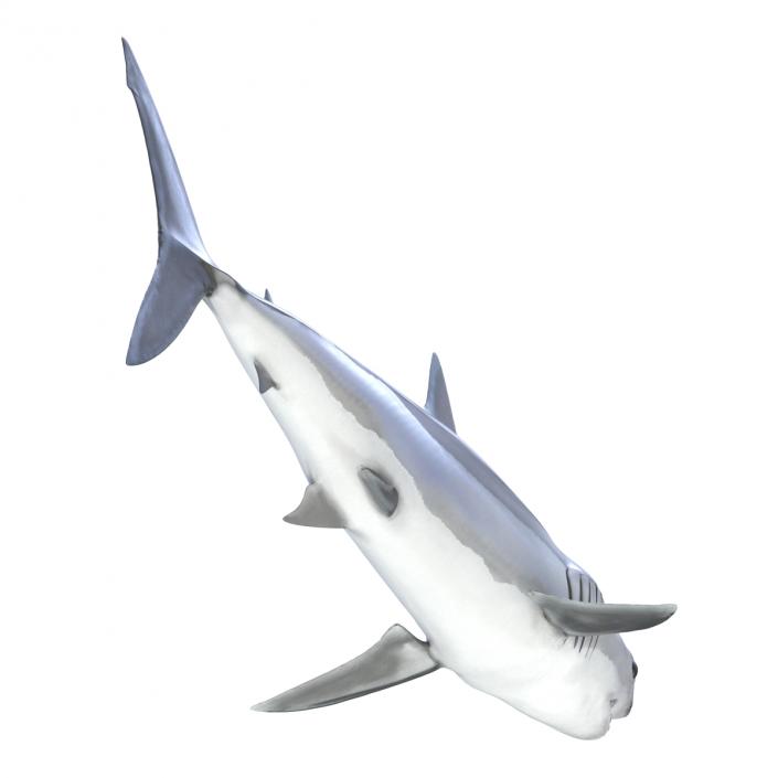 3D Shortfin Mako Shark Rigged