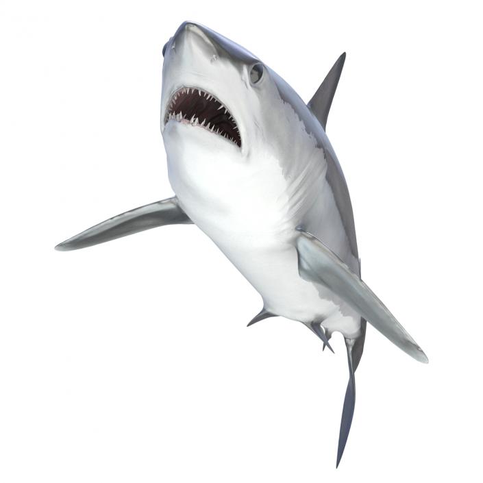 3D Shortfin Mako Shark Rigged