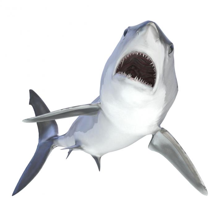 3D Shortfin Mako Shark Rigged