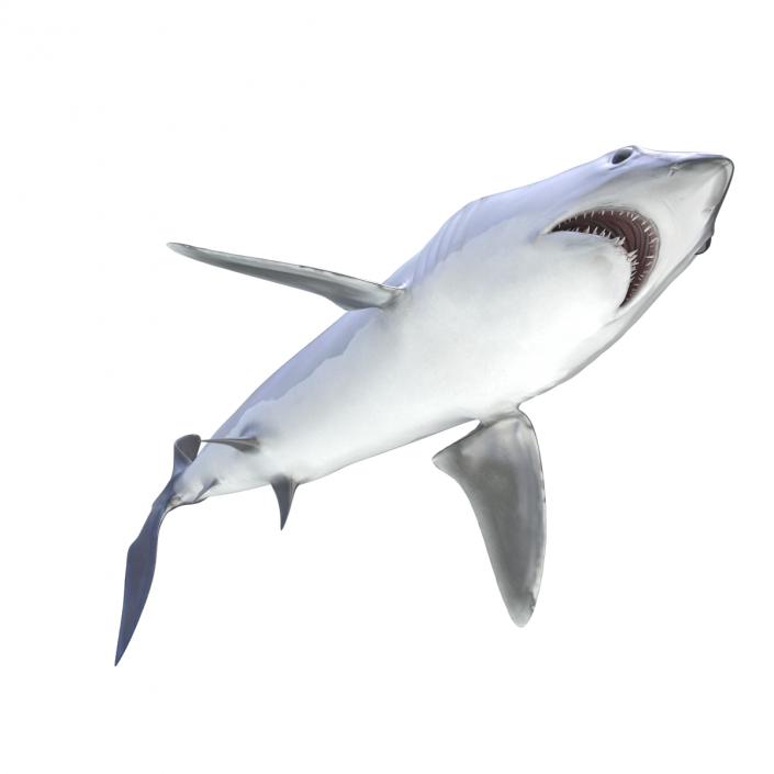 3D Shortfin Mako Shark Rigged