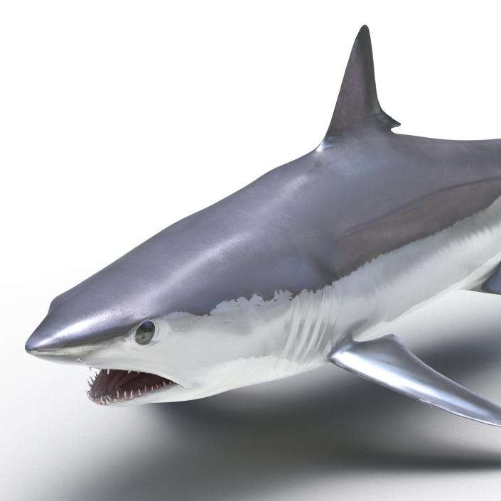 3D Shortfin Mako Shark Rigged