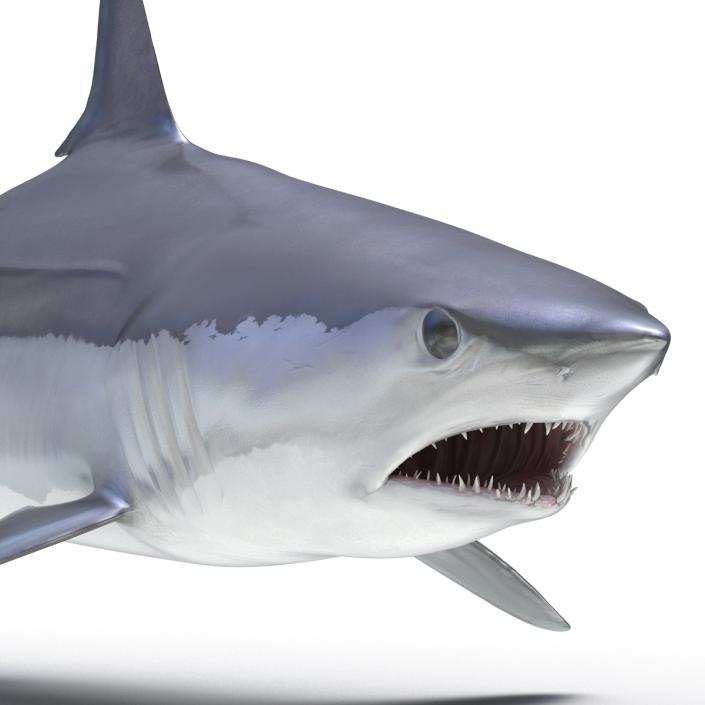 3D Shortfin Mako Shark Rigged