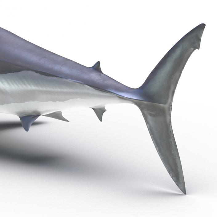 3D Shortfin Mako Shark Rigged