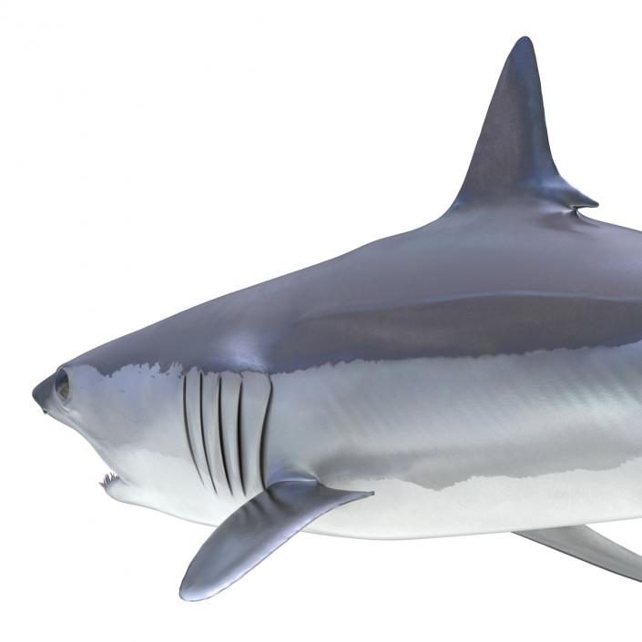 3D Shortfin Mako Shark Rigged