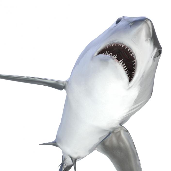 3D Shortfin Mako Shark Rigged