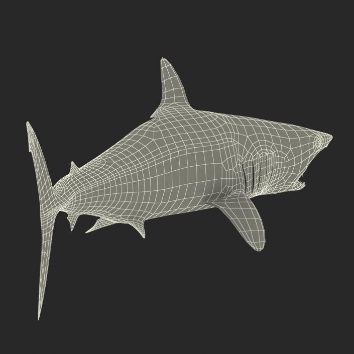 3D Shortfin Mako Shark Rigged