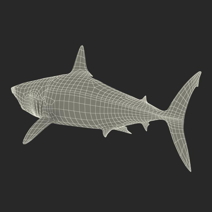 3D Shortfin Mako Shark Rigged