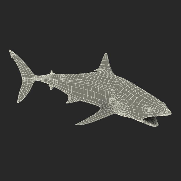 3D Shortfin Mako Shark Rigged