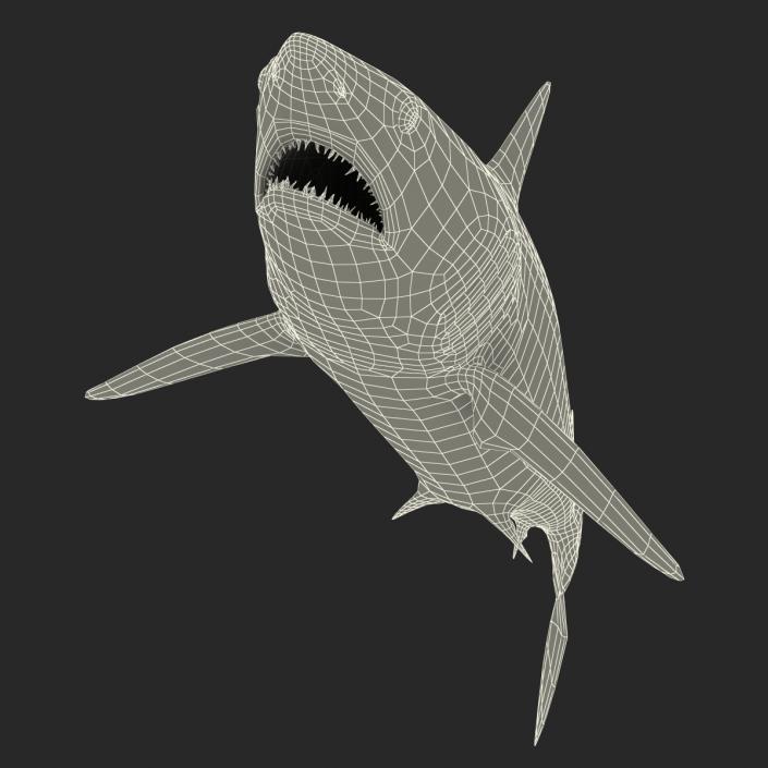 3D Shortfin Mako Shark Rigged