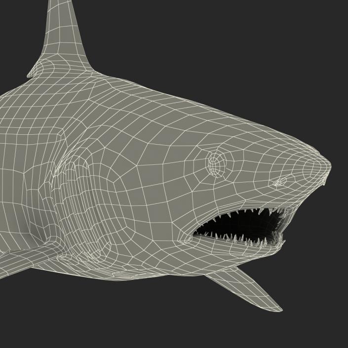 3D Shortfin Mako Shark Rigged