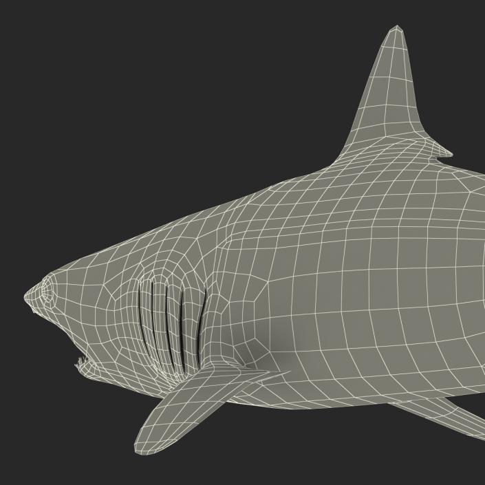 3D Shortfin Mako Shark Rigged