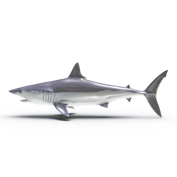 Shortfin Mako Shark 3D model