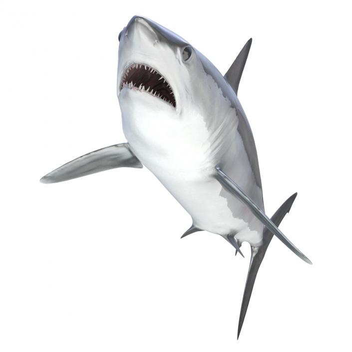 Shortfin Mako Shark 3D model