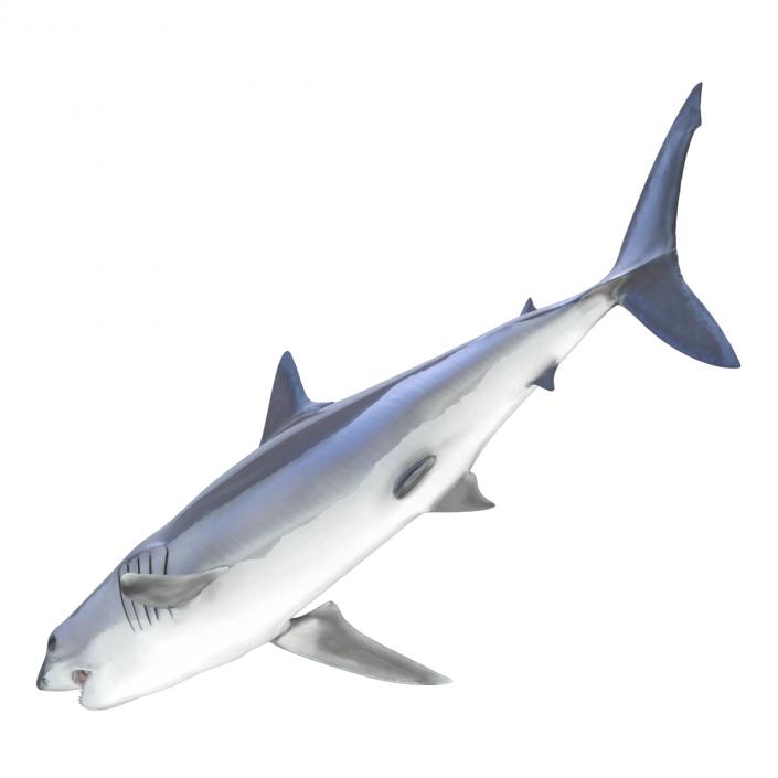 Shortfin Mako Shark 3D model