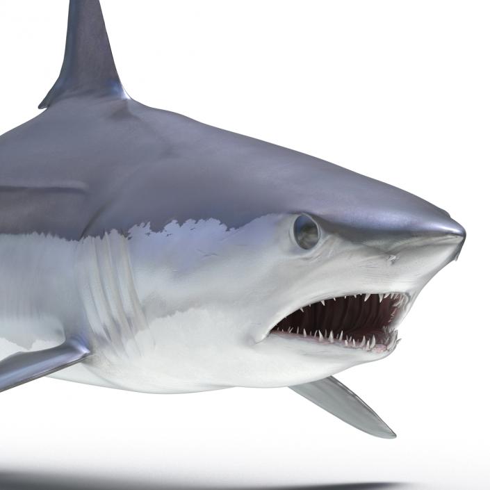 Shortfin Mako Shark 3D model