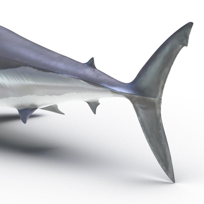 Shortfin Mako Shark 3D model