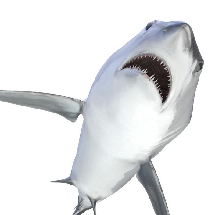 Shortfin Mako Shark 3D model