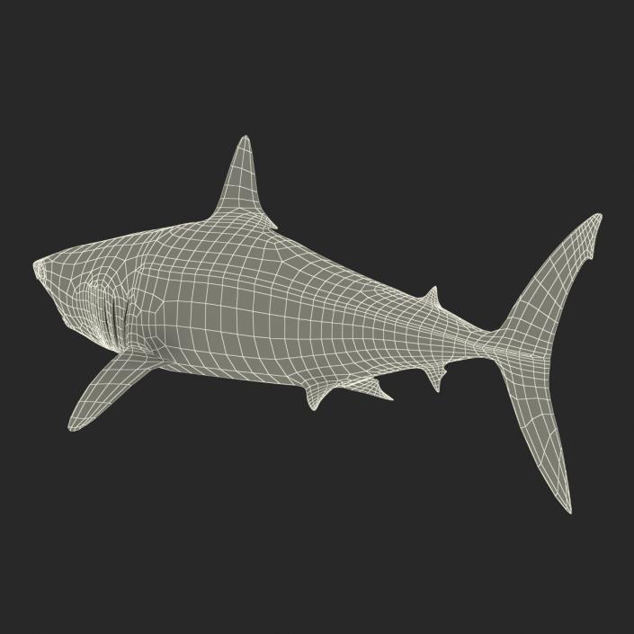 Shortfin Mako Shark 3D model