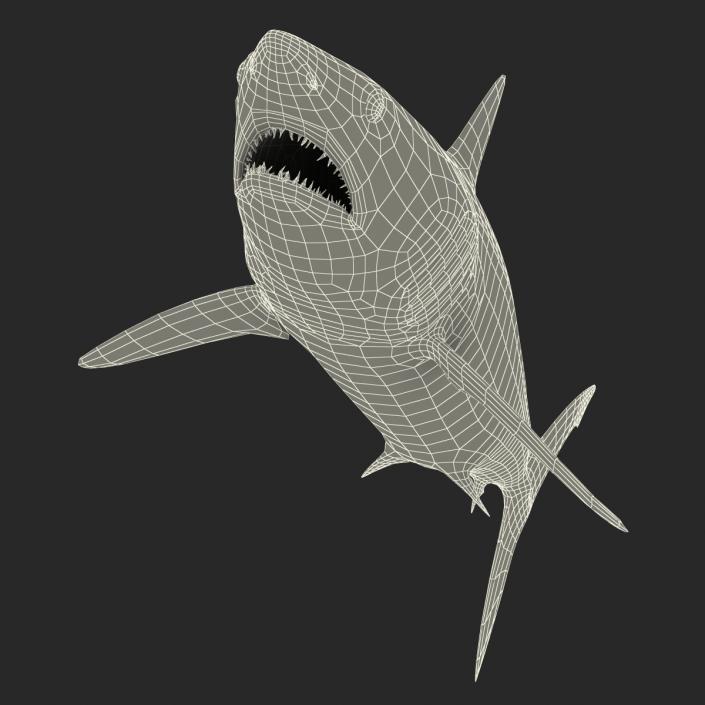 Shortfin Mako Shark 3D model