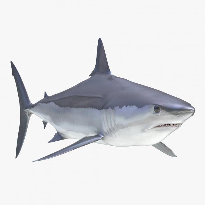 3D Shortfin Mako Shark 2