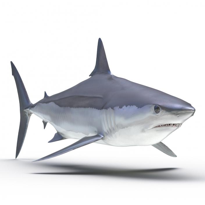 3D Shortfin Mako Shark 2