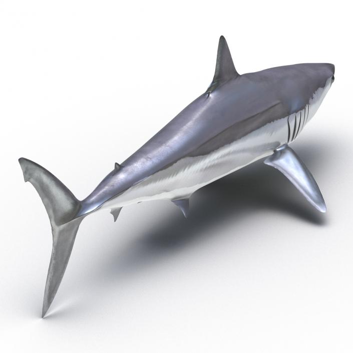 3D Shortfin Mako Shark 2