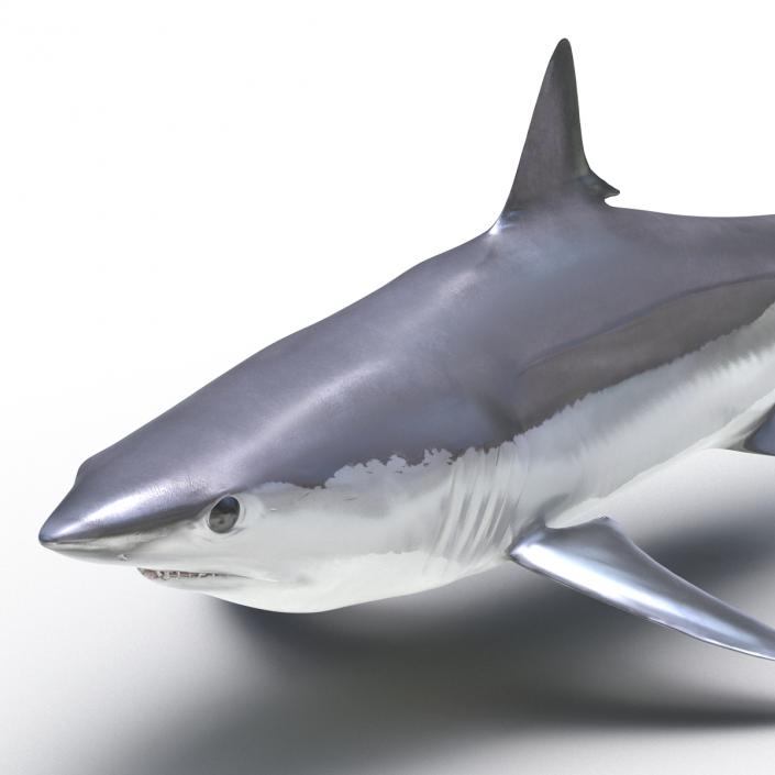 3D Shortfin Mako Shark 2