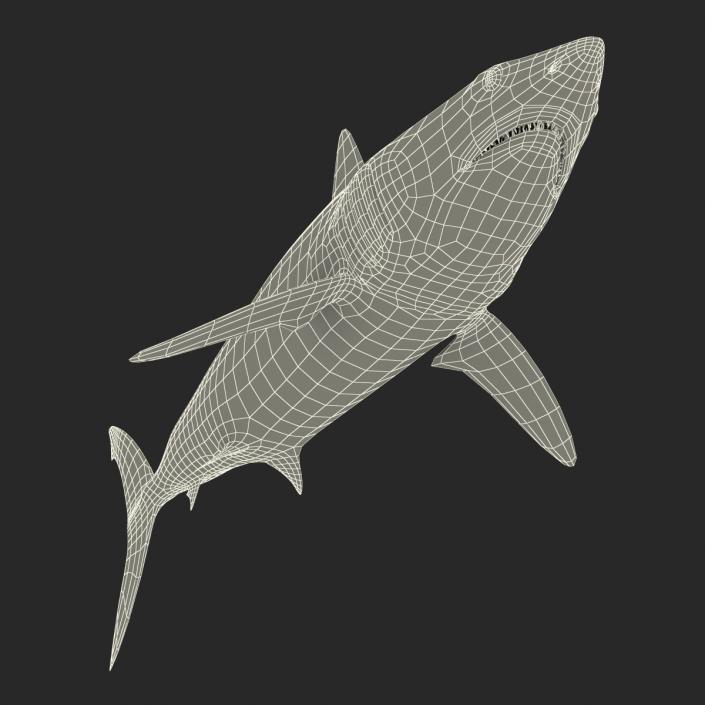 3D Shortfin Mako Shark 2