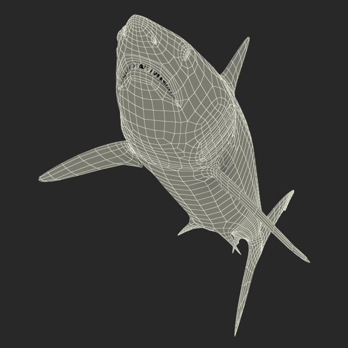 3D Shortfin Mako Shark 2