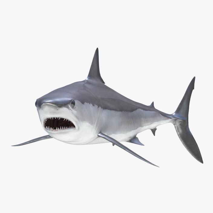 3D Shortfin Mako Shark Pose 2