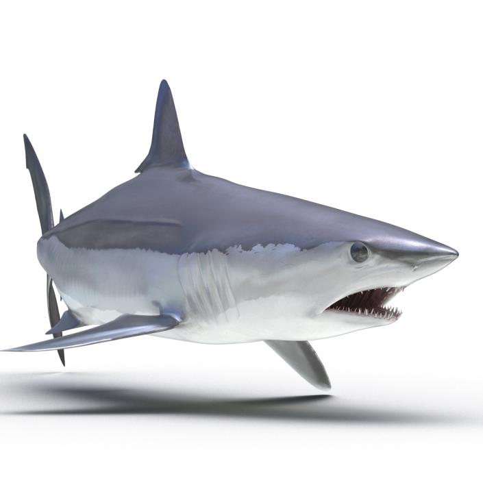 3D Shortfin Mako Shark Pose 2