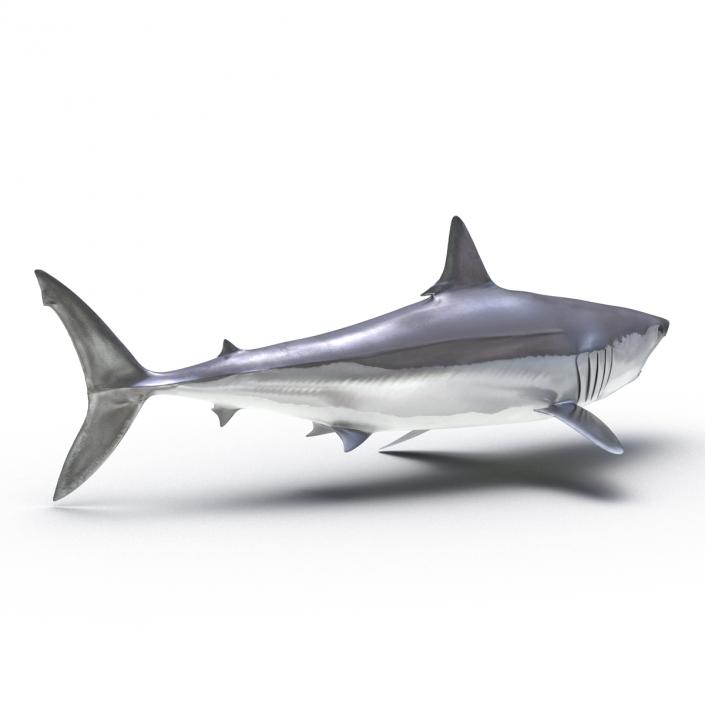 3D Shortfin Mako Shark Pose 2