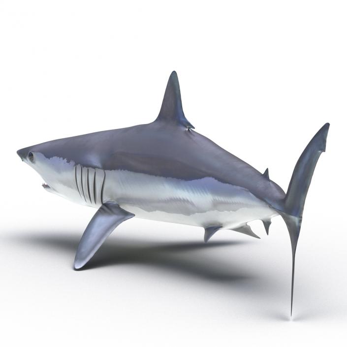 3D Shortfin Mako Shark Pose 2