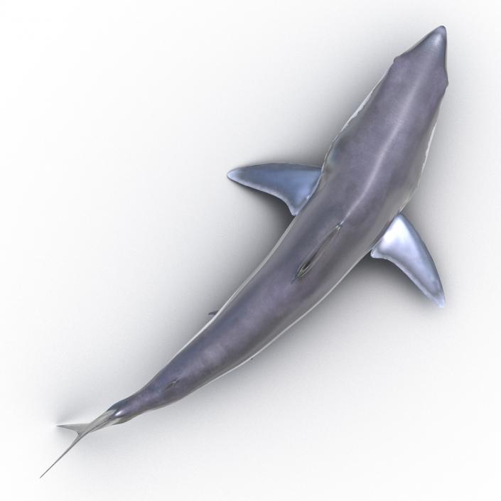 3D Shortfin Mako Shark Pose 2