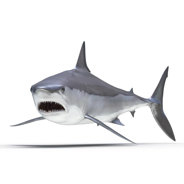 3D Shortfin Mako Shark Pose 2