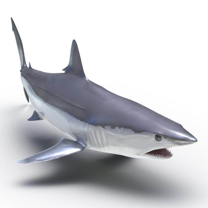 3D Shortfin Mako Shark Pose 2