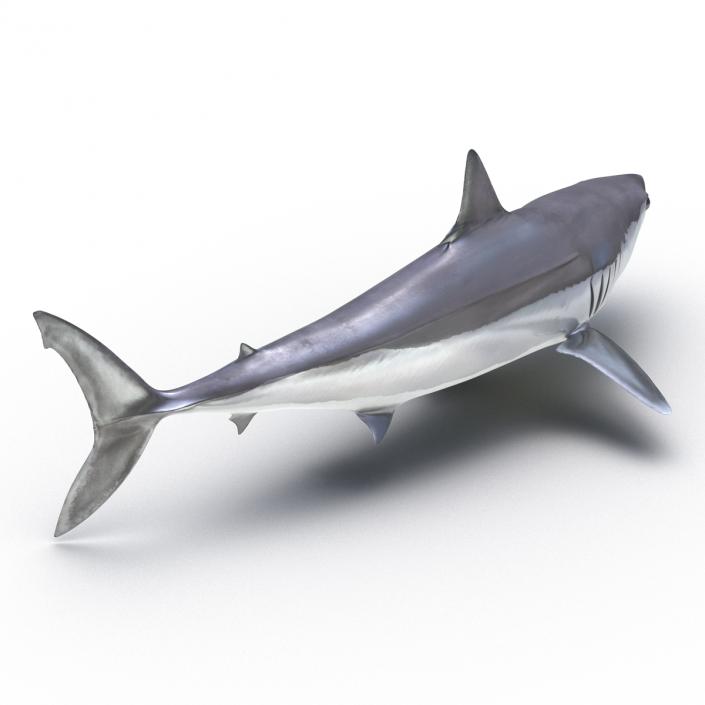 3D Shortfin Mako Shark Pose 2