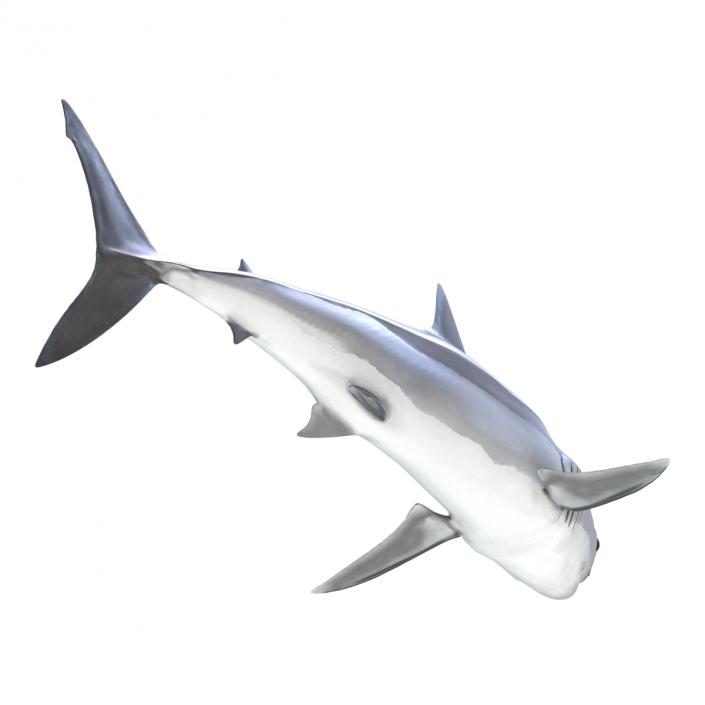 3D Shortfin Mako Shark Pose 2