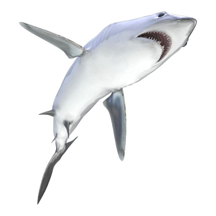 3D Shortfin Mako Shark Pose 2