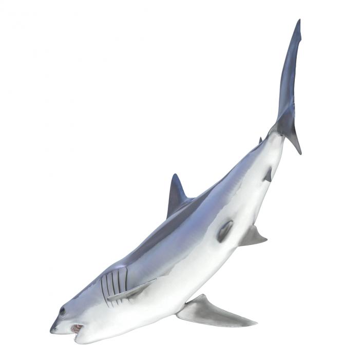 3D Shortfin Mako Shark Pose 2