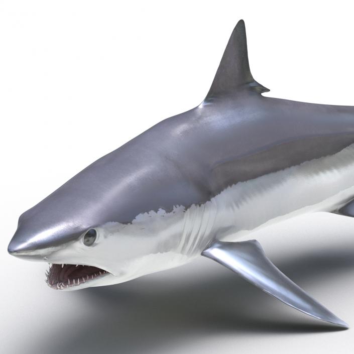 3D Shortfin Mako Shark Pose 2