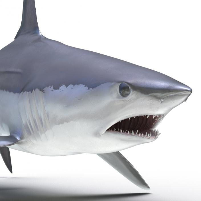 3D Shortfin Mako Shark Pose 2