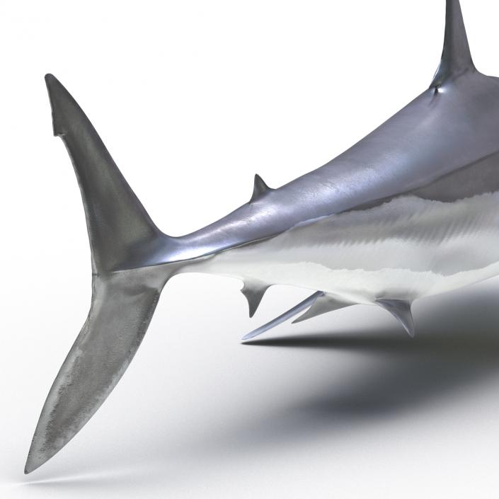 3D Shortfin Mako Shark Pose 2