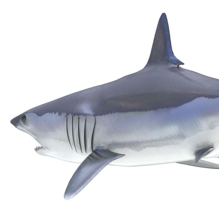 3D Shortfin Mako Shark Pose 2